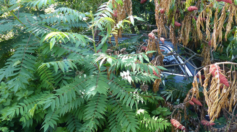 A Mercedes 300D is in there somewhere.